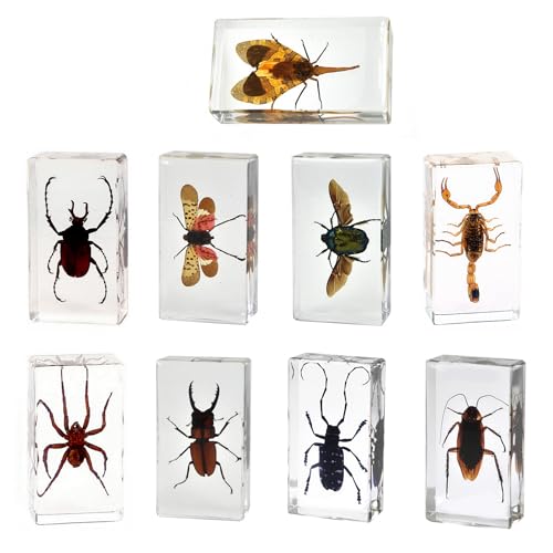 Image of 9pcs Taxidermy Beetle Moth Scorpion, Real Bug Specimens in Resin, Science Educational Classroom Specimens, Clear Sealed for Closer-Look & Study in Healthy, Unique Amazing Gift (2.9x1.6x1.0-inch)