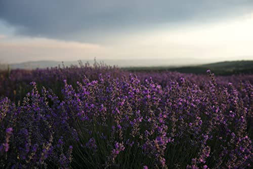 L'occitane Lavender Shower Gel 8.40 Fl. Oz #TOP3