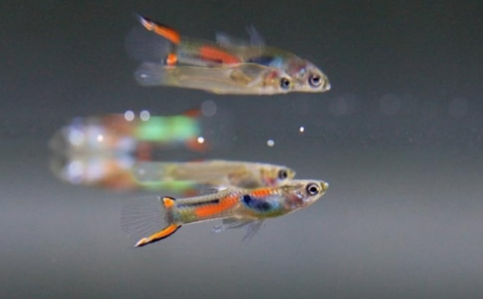 Swimming Creatures™  Mixed Endler's Livebearer (Poecilia wingei) Live Tropical Freshwater Aquarium Fish (12 Pack)