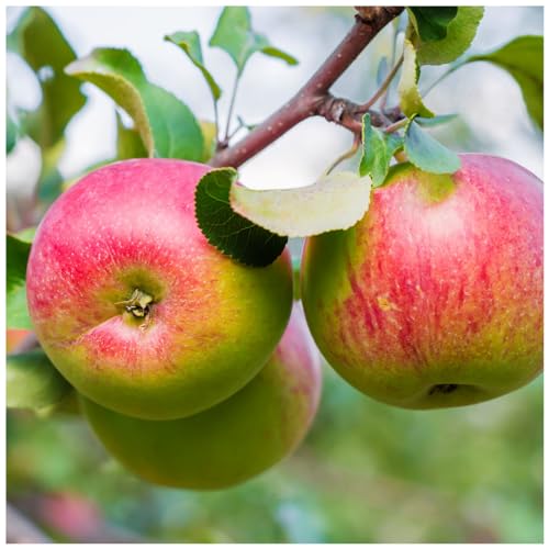 Worcester Pearmain Apple Tree 4-5 ft, Ready to Fruit,Self-Fertile & Sweet 3fatpigs®