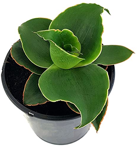 Fangblatt - Sansevieria'Star Rose' - zauberhafter Bogenhanf im  9 cm Topf,  ca. 12 cm hoch - Zwergsansevierie perfekte Zimmerpflanze, Grn : Amazon.de:  Garten