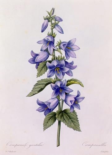 Decoración de paredes con arte floral Campanula de Redouté
