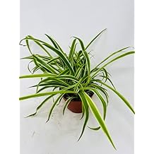Reverse Variegated Spider Plant - Easy to Grow/Cleans The Air - 4in Pot