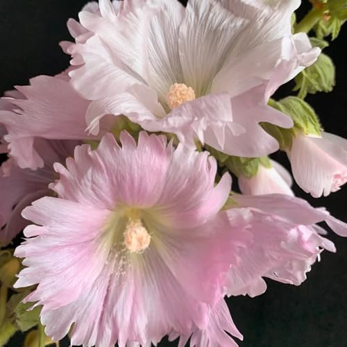 semi di malvarosa semi di da aiuola rialzata malvarosa per luoghi soleggiati recisi decorazione da giardino per esterni, tappeto 1500pcs