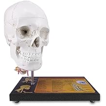 360Rotatable Upgraded Life Size Human Skull on Cervical Vertebrae Anatomical Model with Spinal Nerves and Arteries with Laser-Etched Fonts Not Hand Write Number,Not Smudged for Medical Student