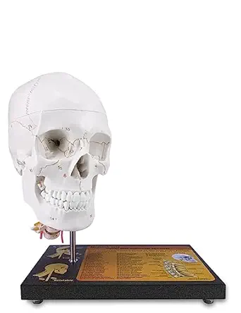 360?Rotatable Upgraded Life Size Human Skull on Cervical Vertebrae Anatomical Model with Spinal Nerves and Arteries with Newest Laser-Etched Fonts Not Hand Write Number,Not Smudged for Medical Student