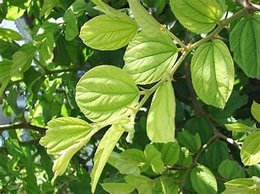 Fresh Ber Leavers Green Leaf (Ber Ke Patte) 300 count | Pure & Natural | (Fresh 300 Ber Leaf) Indian jujube-image-42