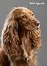 2020 Agenda: Cocker spaniel Anglais | Chiot ou Chien | 139 Pages | 12 Mois | Format A4 | Agenda | Journalier | Planificateur | Semainier Simple | Calendrier | Organizer
