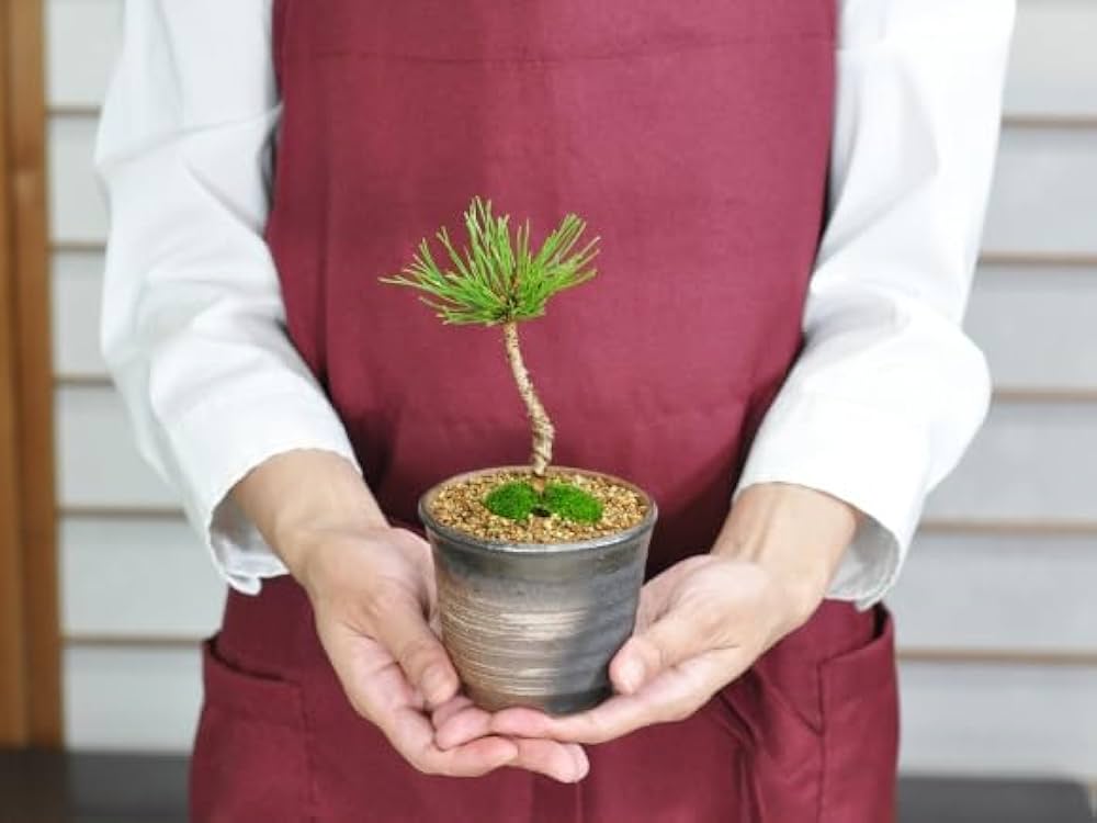 盆栽 『赤松』 インテリア 園芸 観葉植物 ガーデニング 送料無料 b032 gd992_1.jpg