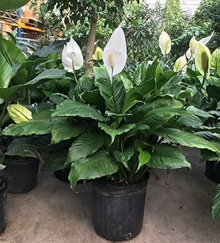 Live Peace Lily Plant, White Spathiphyllum, Healthy, Gardenimg, Living Room,Office Room Natural Air Purifying Indoor Good Luck Plant,(Without Pot, Pack of 1) S_14-image-30