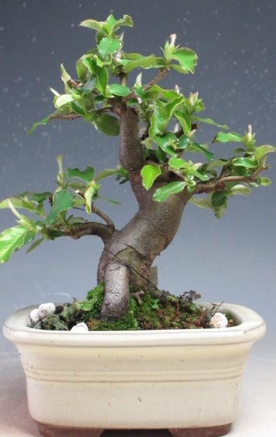 185＊2wayライオン ゴールド チェーン ペイント大人ピンク 個性派 派手