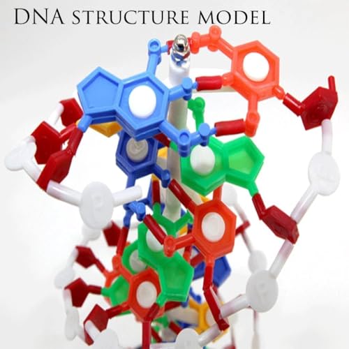 DNA Double Helix - Kit de modelo molecular de doble hélice, base giratoria para un aprendizaje mejorado, ideal para educación médica y enseñanza científica