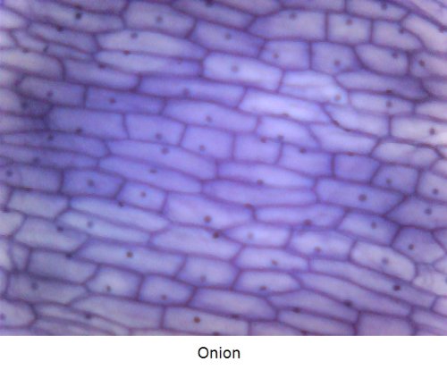 Vitiny Um05 Handheld Usb Digital Autofocus Microscope With Steel Stand (Up To 320X On 22" Monitor) And Measurement Functions #TOP7