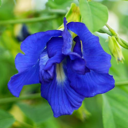 See full amazon price history chart for WingDong Aparajita Seeds Mixed Color Pack Blue, Pink, White Double & Single Petals Aprajita Shankhpushpi Hybrid Butterfly Pea Seeds Medicinal Flower Plant Creeper Seeds For Home Gardening (Pack Of 40) WingDong Aparajita Seeds Mixed Color Pack Blue, Pink, White Double & Single Petals Aprajita Shankhpushpi Hybrid Butterfly Pea Seeds Medicinal Flower Plant Creeper Seeds For Home Gardening (Pack Of 40) (B0CV4FHK6M) Amazon Price History, Amazon Price Tracker