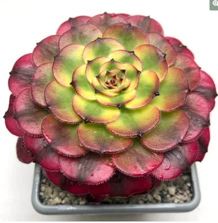 Aeonium ‘Meiya’ rare succulent seeds