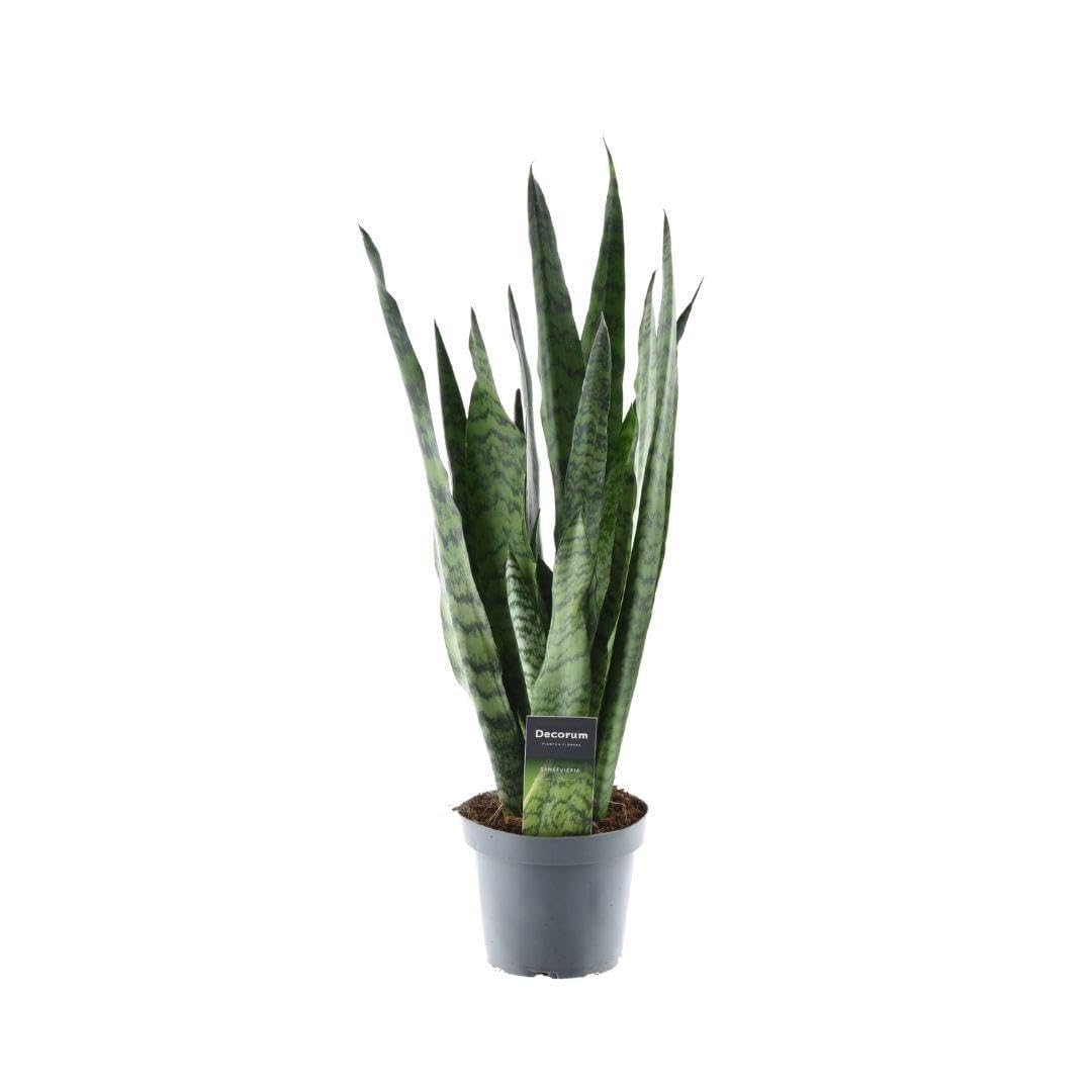 Sansevieria Zeylanica - 45-55cm - Ø14cm - Planta de interior - Hojas perennes - Cactus y suculentas