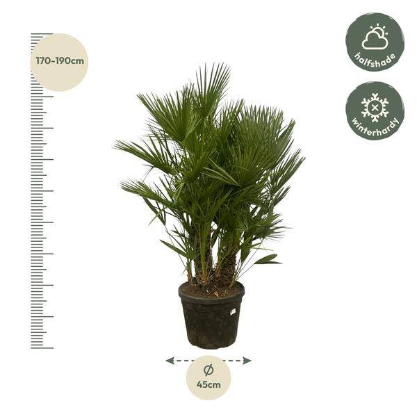 Chamaerops Humilis – Palma nano – più tronchi – 180 cm – Ø 45 cm