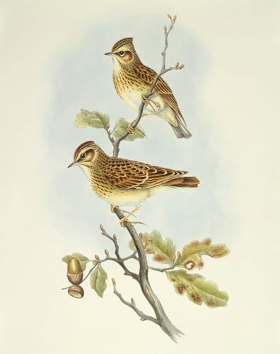 Gravure d'Alouette John Gould Tableau Toile Haut de Gamme
