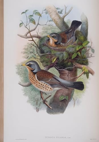 Toile oiseau Turdus Pilaris John Gould | Décoration murale naturelle pour salon