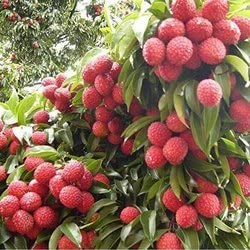 Mphmi Plants Live Litchi/Lychee Grafted Dwarf Fruit Healthy Plant (B096W9FJ36) Amazon Price History, Amazon Price Tracker