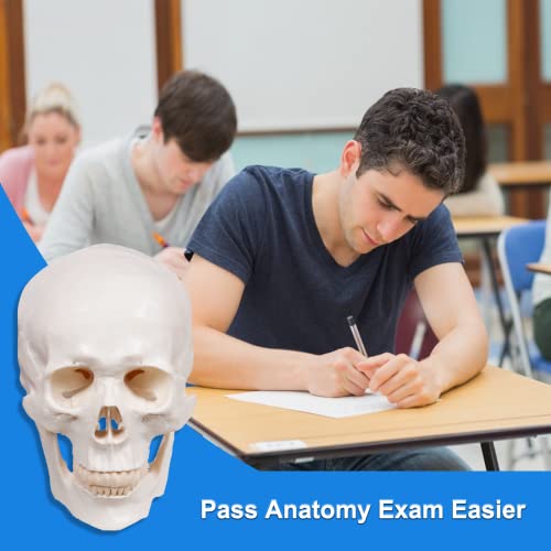 Image of breesky Anatomy Skull Model of Medical: 3-Parts Removable Anatomy Skull Model - Mini Human Skull Anatomical Model for Medical Research.