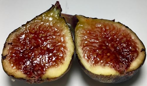 ERTS Ischia Fig Starter Tree