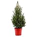 Price comparison product image Real Christmas Tree | Picea glauca | Evergreen Christmas Tree | Hardy Conifer Trees | Height 70-75 cm | Pot-Ø 19 cm