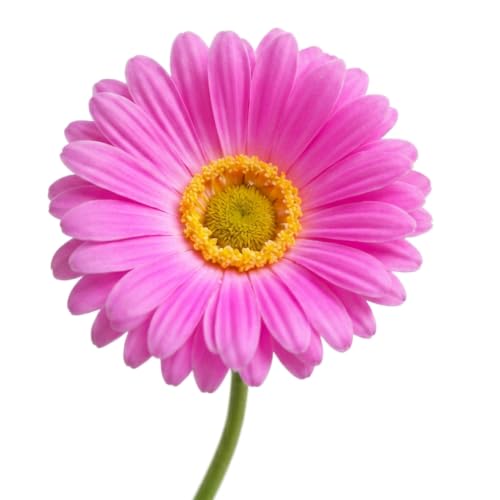 Image of CURATED CART Gerbera Daisy Flowers - Pack of 5 Faux Blooms, 30cm Tall | Real Touch PU Petals with Bendable Green Stems | Artificial Flower Bouquet for Home, Kitchen, Office (No Vase) (Light Piink)