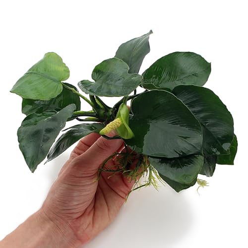 Anubias Barteri Live Aquarium Plants Aquascaping Fish Tank Plant k2aqua