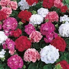 Audbhidhi Seeds | Geranium Flower Seeds Hybrid | Geranium Flower Plant Live | Geranium Seeds Hybrid Mixed | Geranium Flower Seeds Mix Colour | Geranium Flower Plant Seeds pack of 20 seeds (B0B77FSX81) Amazon Price History, Amazon Price Tracker