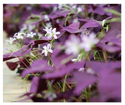 10 Bulbi di oxalis triangularis Burgundy Wine | bulbi estivi | acetosella | piante da esterno | piante da fiore | Bulbi estivi | pianta a foglie viola | MY PLANTIS | oxalis