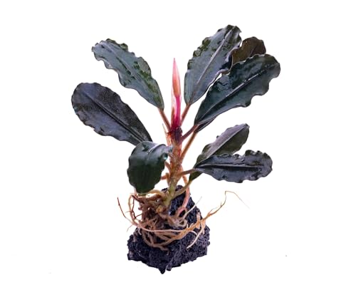 NatureHolic Bucephalandra Brownie Helena Aufsitzerpflanze - Purpurviolette Wasserpflanze fürs Aquarium - Langsam wachsende Aufsitzer Deko - Ideal für Vordergrund Bepflanzung