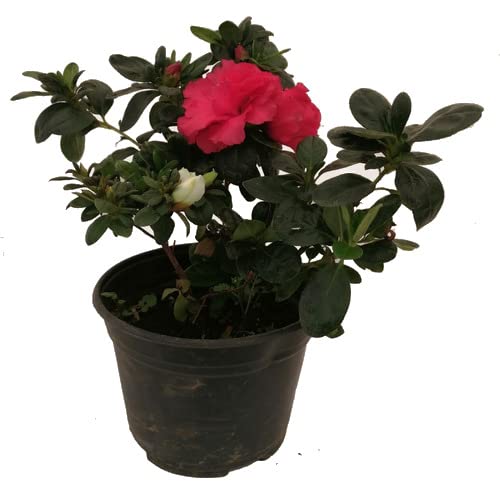 Azalea Planta Natural de Exterior con Flores Coloridas