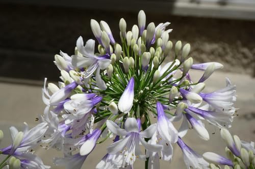 Agapanthus Twister in vaso | Agapanto bianco e blu | vaso 12 cm | MY PLANTIS.it | agapanto | giglio africano | 1 pianta