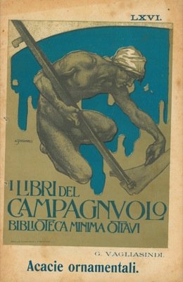 Acacie da fiore e da ornamento