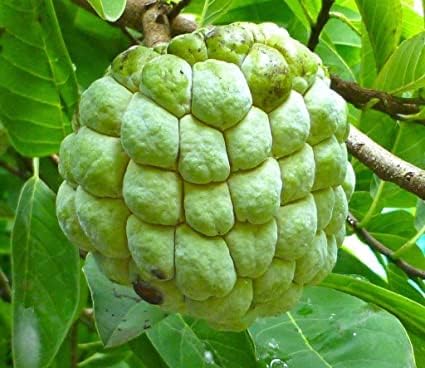 Mphmi Live Plants Nursery Garden Sitaphal, Annona squamosa - Plant (Plant Height 4 inches, Pack of 1 Plant)