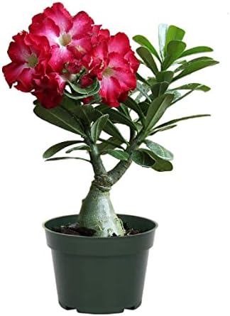 American Plant Exchange Desert Rose – Live 5-Inch Potted Flowering Succulent, Drought-Tolerant Bonsai-Style Plant for Indoor & Outdoor Gardens, Patios, and Home Décor