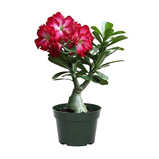 American Plant Exchange Desert Rose – Live 5-Inch Potted Flowering Succulent, Drought-Tolerant Bonsai-Style Plant for Indoor & Outdoor Gardens, Patios, and Home Décor