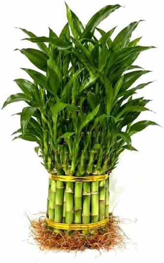 Larger 3 Tier 5" 7" 9" Lucky Bamboo stalks for Feng Shui (Total About 37 Stalks) The Most Elegant Bamboo with Free Plant Food…