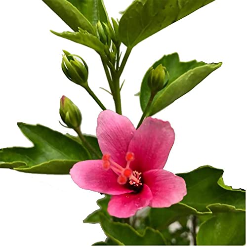 Green Paradise Mini Marble Dark Pink Hibiscus Plant c o o l Plant With Small So Many FLowers All Year Round (B094NNW1NH) Amazon Price History, Amazon Price Tracker