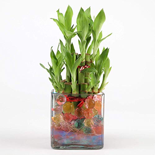 Image of Ferns 'N' Petals 2 Layer Bamboo Plant in Glass Vase Pot 3 X 3 Inches