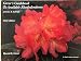 Greer's Guidebook to Available Rhododendrons