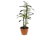 Dendrobium Nobile Blanco Planta Natural de Interior de Flores Extravagantes