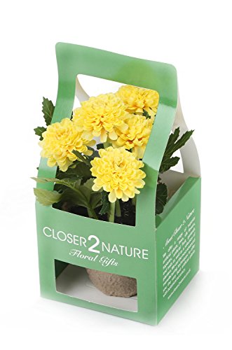 Closer To Nature FP002YC - Crisantemo artificial en caja de regalo, 18 cm, color amarillo