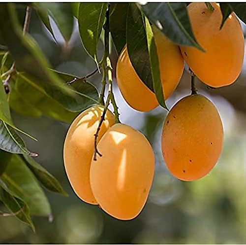 Amrapali Mango Grafted Fruit Plant Easily Grow At Terrace And Balcony At Home Early Fruiting Plant | 30-36 Inches Height |Outdoor (Balcony/Terrace/Lawn) | (B0CL4DBJ2G) Amazon Price History, Amazon Price Tracker