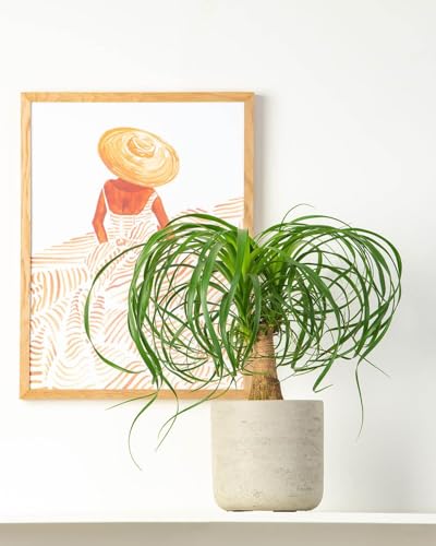 Prickle Plants Ponytail Palm - Tropical Indoor Palm with Graceful Green Fronds, Easy Care Plant for Stylish Home or Workspace (40-50cm incl. 12cm Pot)