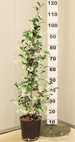POWERS TO FLOWERS - GELSOMINO RAMPICANTE, RINCOSPERMUM, Vaso 18cm, Altezza 100cm, piante vere