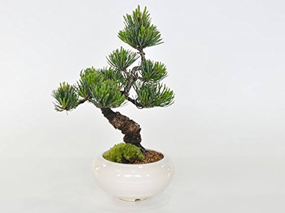 Amazon.co.jp: 盆栽妙 モダン風松盆栽 tk009 : DIY・工具・ガーデン