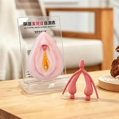 Système reproducteur humain modèle d'anatomie clitoris et vulve gynécologique