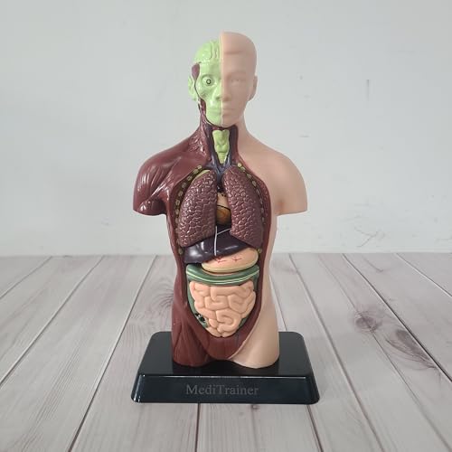 MediTrainer Human Body Model, 15 Pieces Detachable 11 Inch Human Torso Anatomy Model with Heart Head Skull Brain Skeleton Model, Preschool and School Medical Education Display